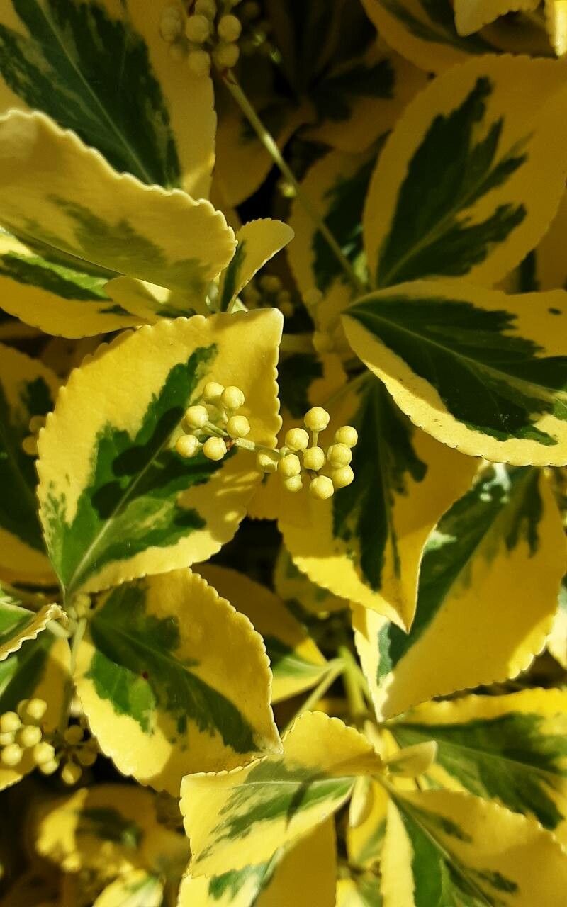 Wintercreeper, Japanese Variegated 'Aureovariegatus' (Euonymus)