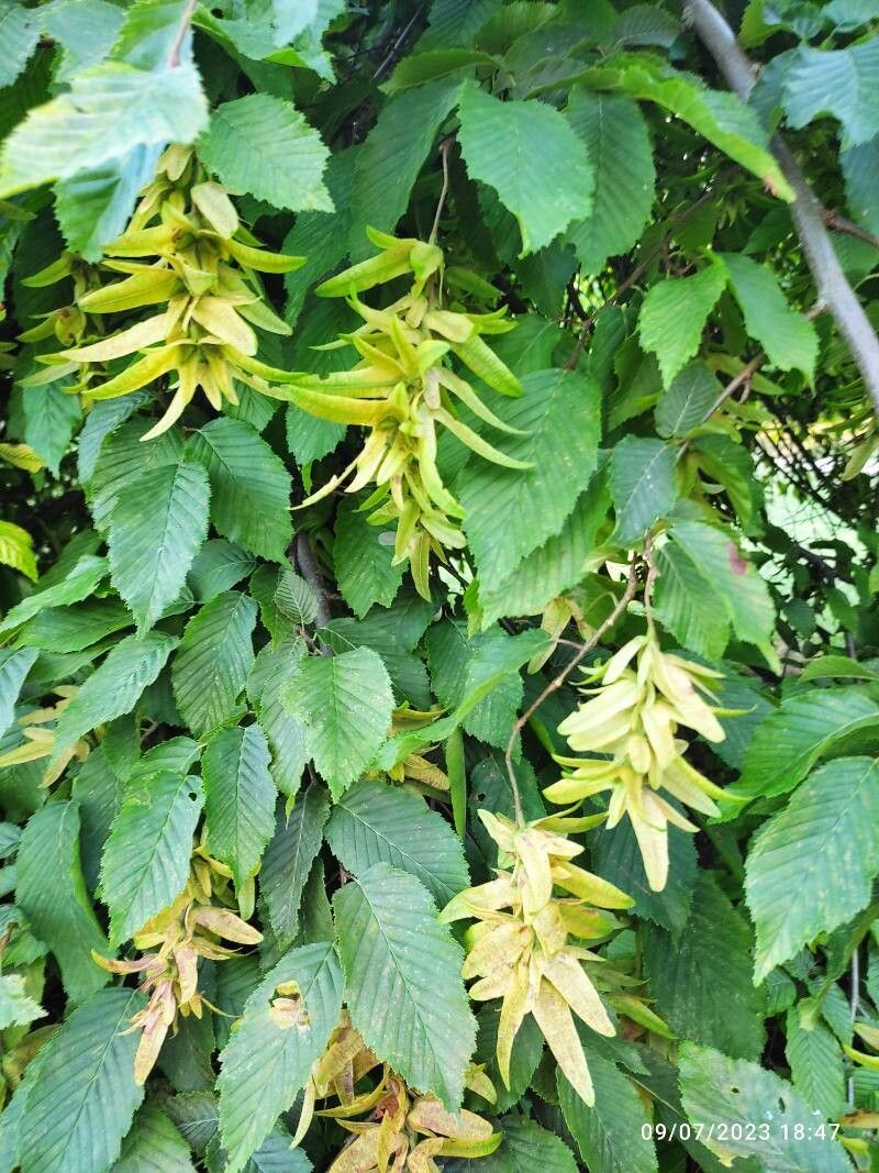 Hornbeam, American / Muscle Wood (Carpinus)