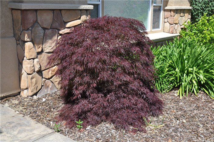 Maple, Japanese Laceleaf Upright 'Ever Red' (Acer)