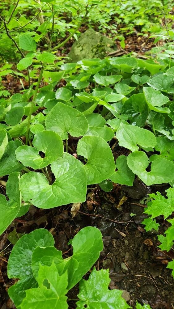 Ginger, Wild (Asarum)