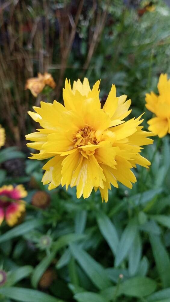 Tickseed, Large-Flowered 'Presto' (Coreopsis)