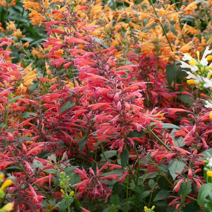 Hyssop, Anise/ Hummingbird Mint 'Sunrise Red' (Agastache)