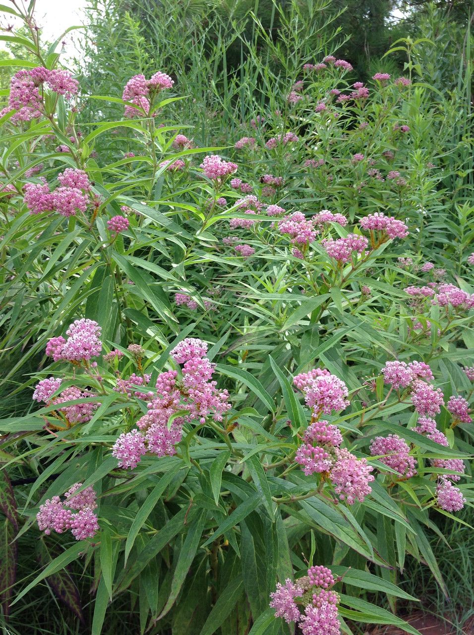 Milkweed, Native Swamp (Asclepias)