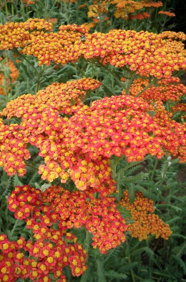 Yarrow 'Desert Eve Terra Cotta' (Achillea)