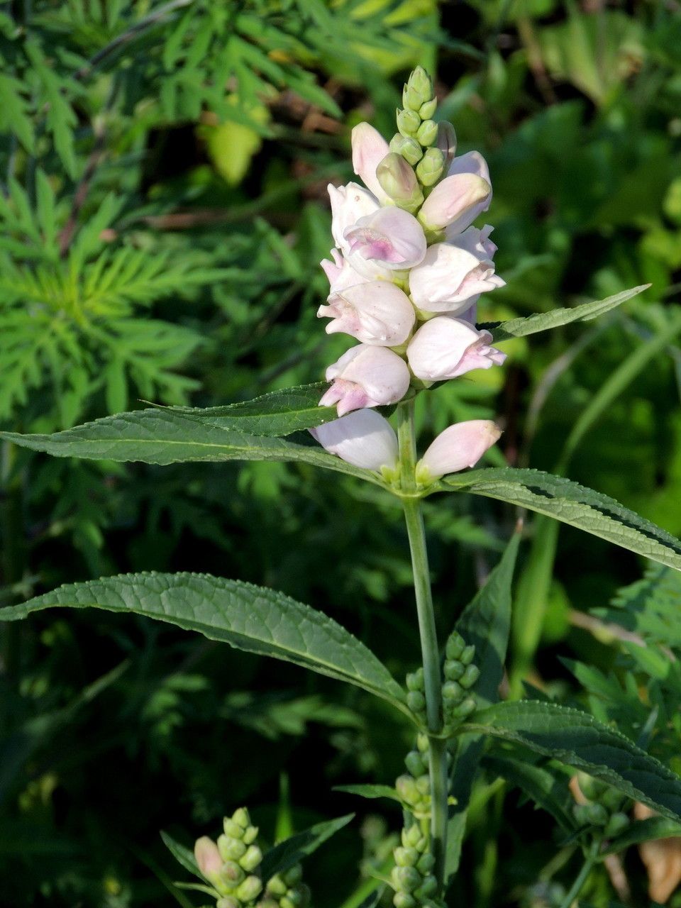 Turtlehead, White (Chelone)