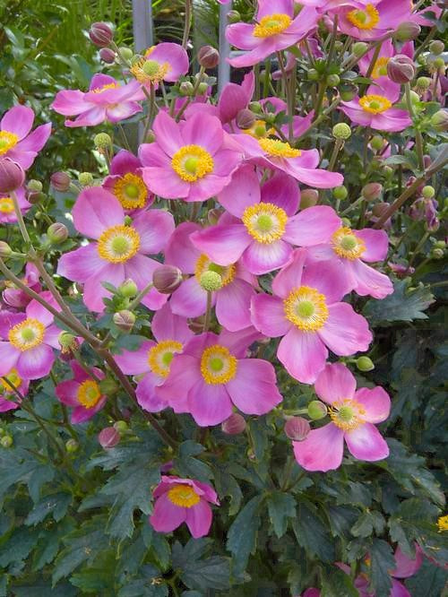 Windflower / Thimbleweed Japanese 'Fantasy Cinderella' (Anemone)