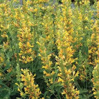 Hyssop, Anise/ Hummingbird Mint 'Kudos Yellow' (Agastache)