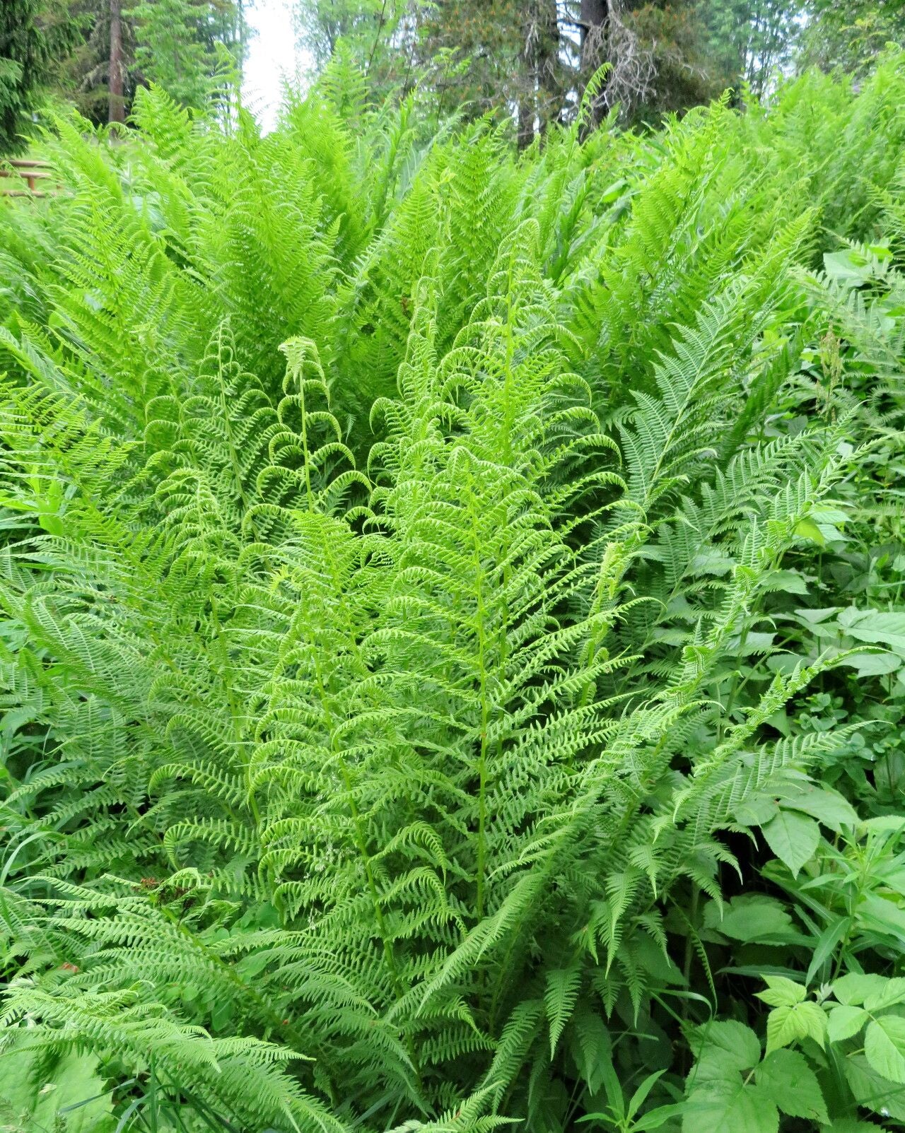 Fern, Lady (Athyrium)