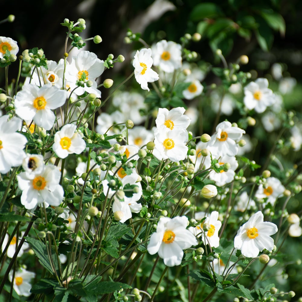 Windflower / Thimbleweed Japanese 'Honorine Jobert' (Anemone)