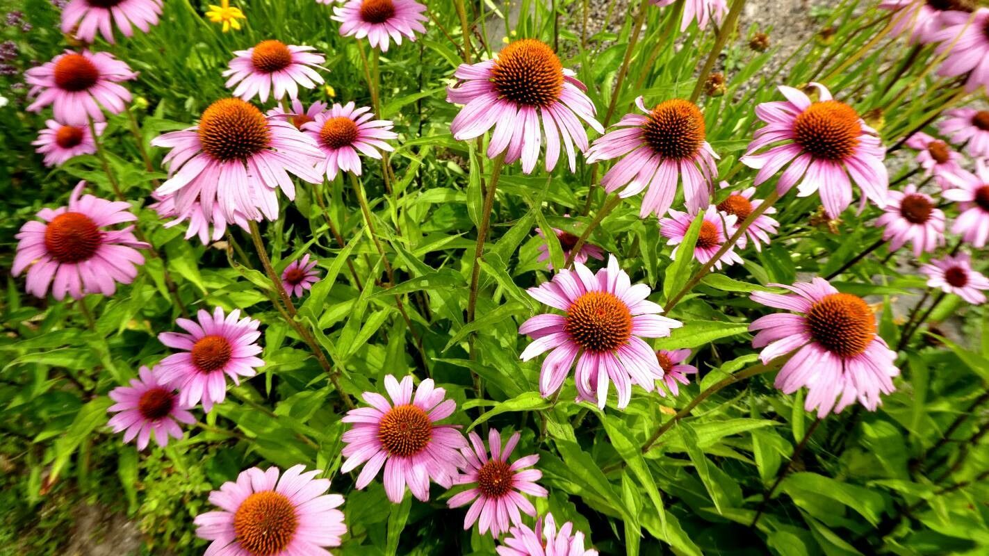 Coneflower, Purple 'Magnus Superior' (Echinacea)
