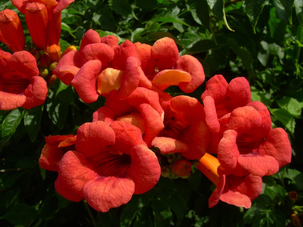 Vine, Trumpet 'Madame Galen' (Campsis)