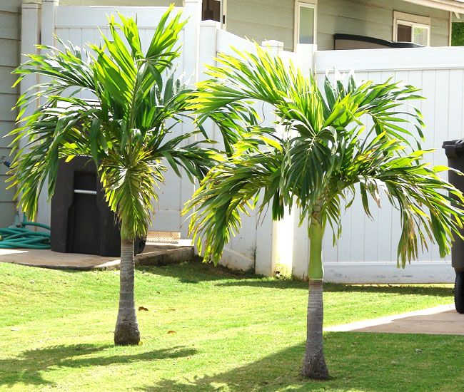 Palm, Manila / Christmas (Adonidia)