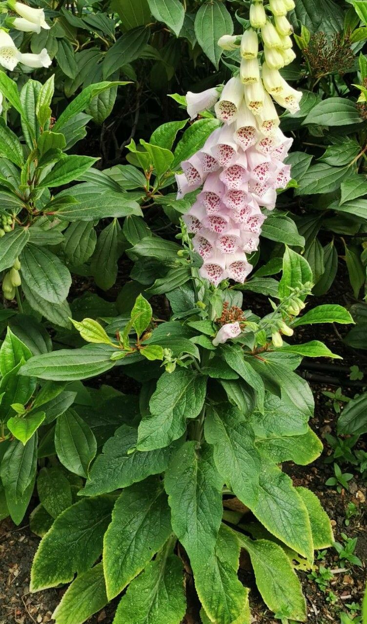 Foxglove, Common 'Dalmation Peach' (Digitalis)
