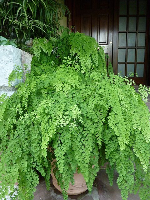 Fern, Delta Maidenhair (Adiantum)
