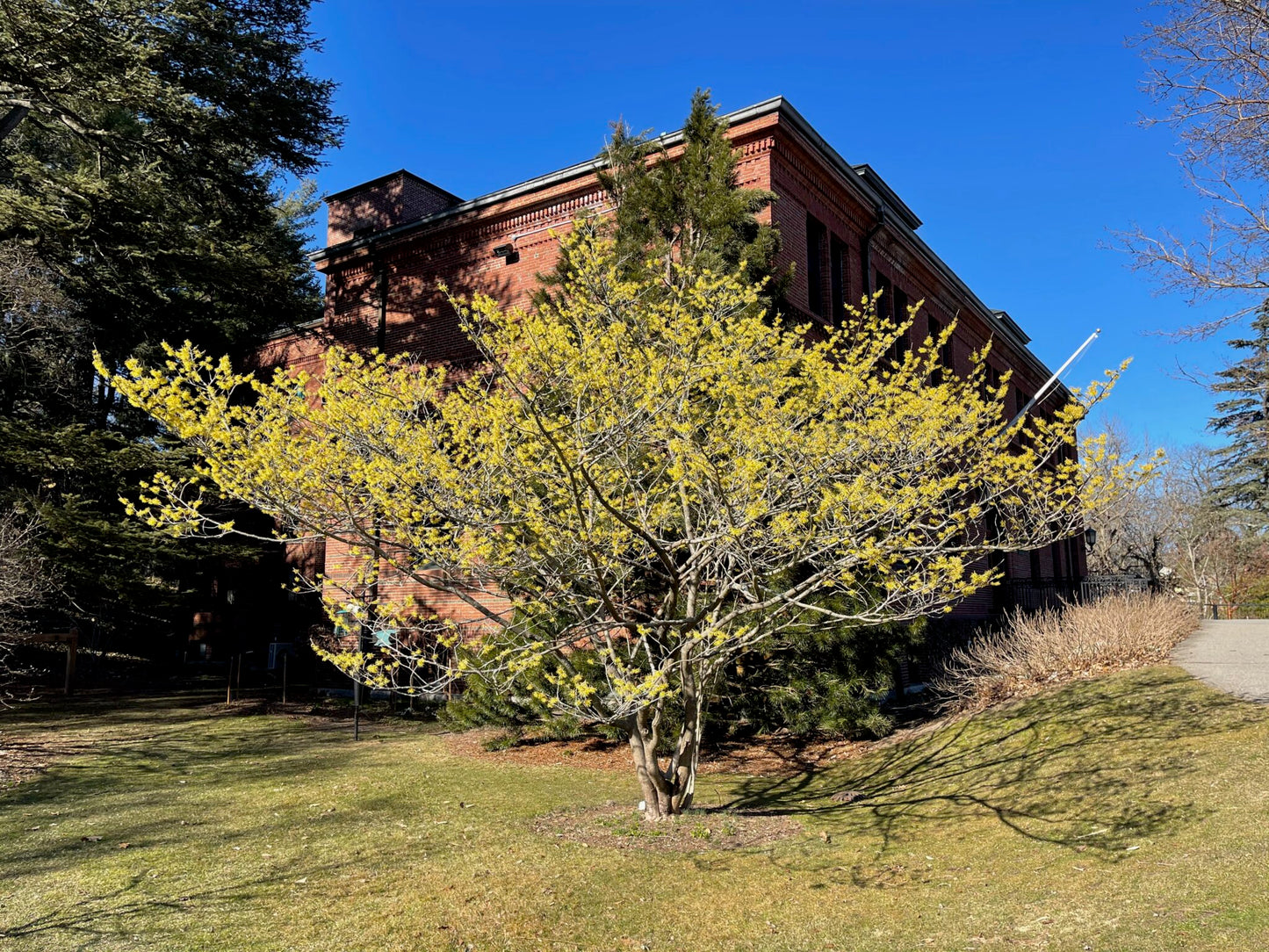 Witchhazel, Spring 'Arnold's Promise' (Hamamelis)