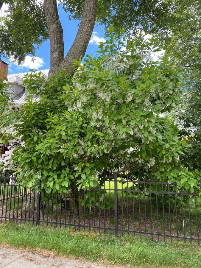 Fringetree, White (Chionanthus) - Single Trunk