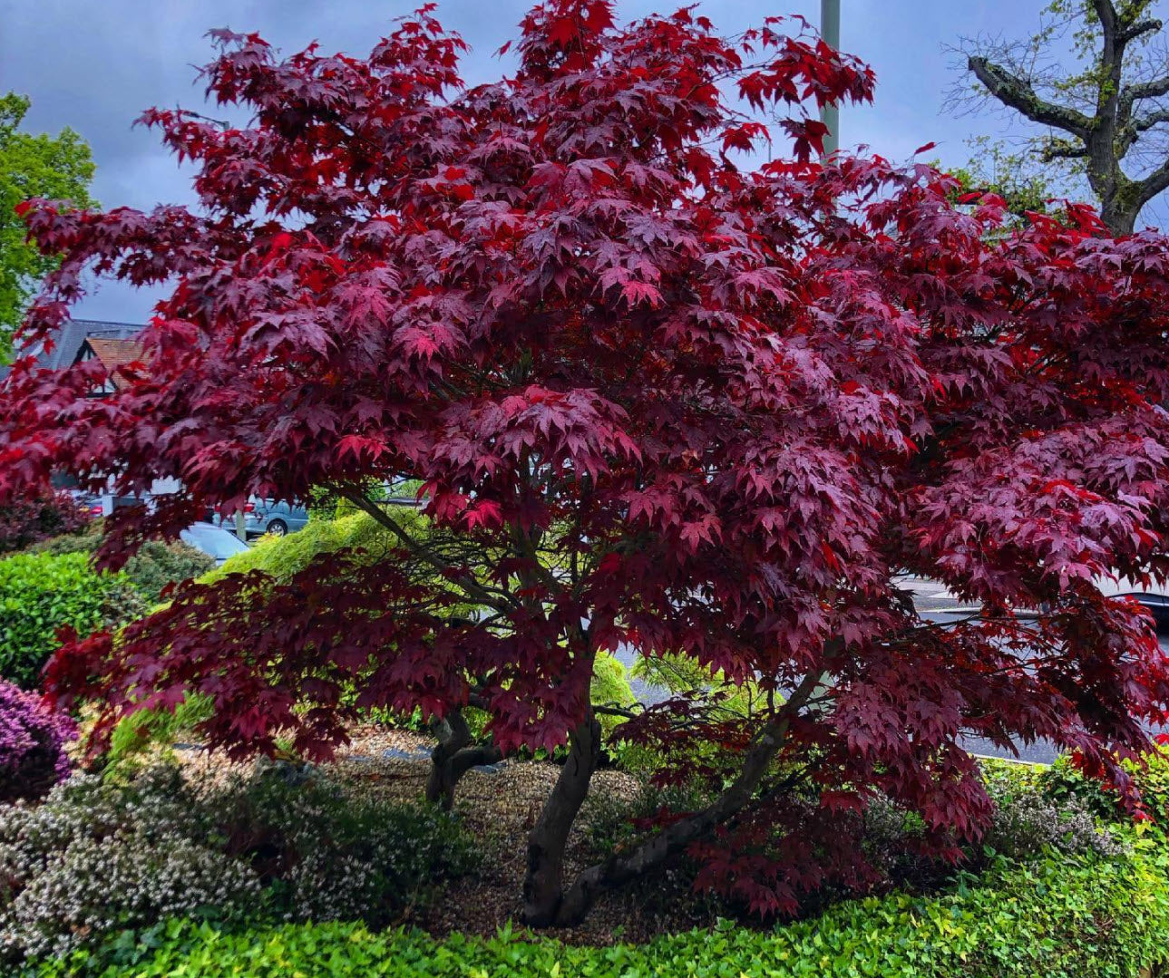 Maple, Japanese Dwarf 'Beni Maiko' (Acer)
