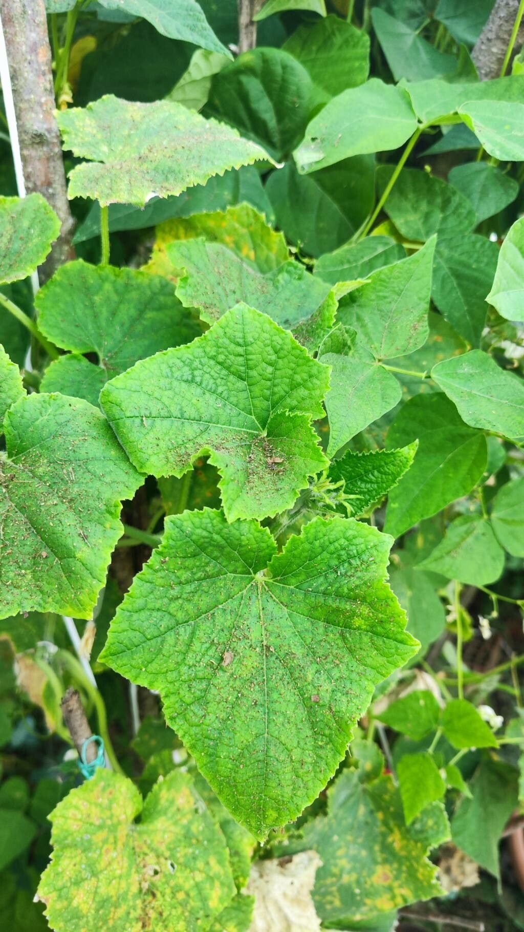 Cucumber Varieties (Cucumis)