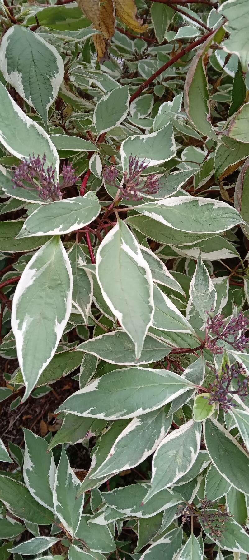 Dogwood, Variegated Red Twig 'Elegantissima' (Cornus)