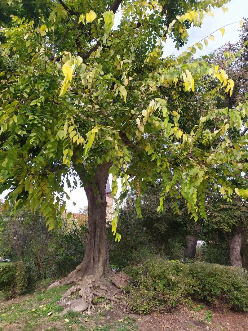 Hackberry (Celtis)