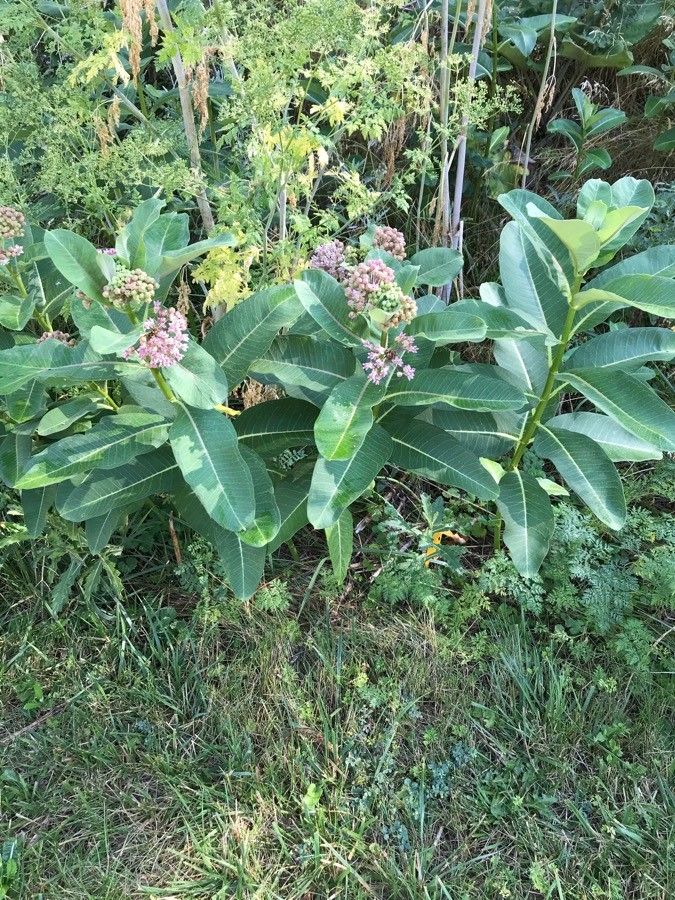 Milkweed, Prairie (Asclepias)