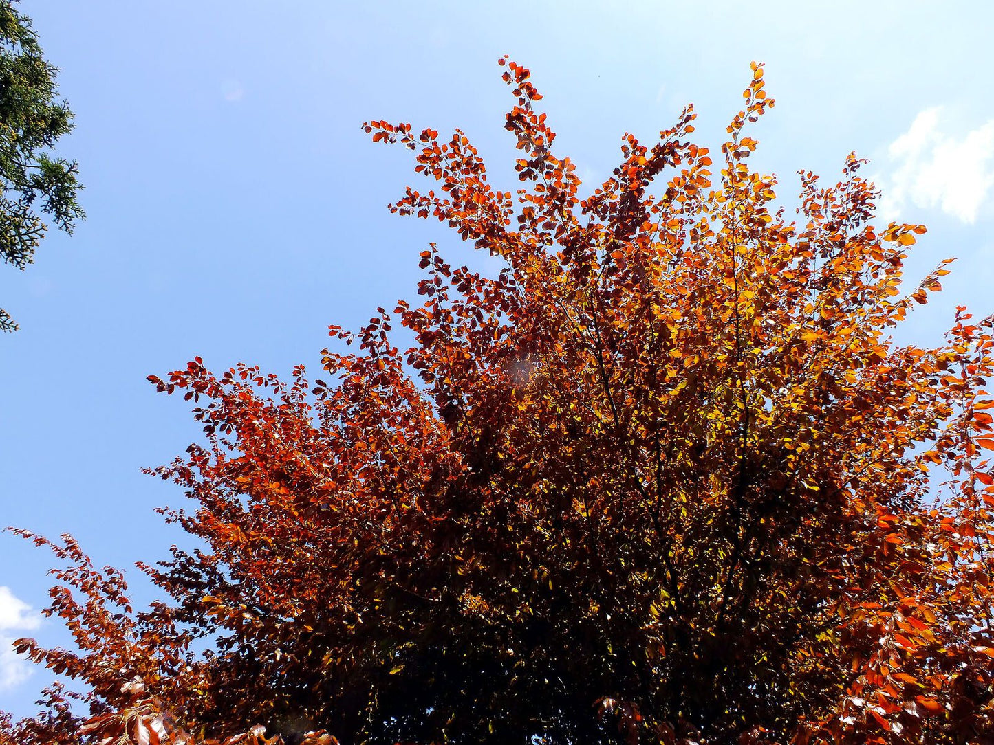 Beech, American (Fagus)