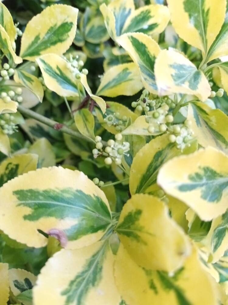 Wintercreeper, Variegated 'Blondy' (Euonymus) – Passiglia Landscape,  Nursery & Garden Center