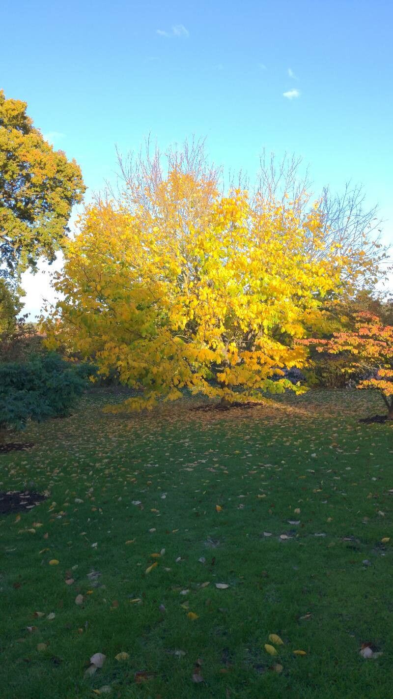 Yellowwood (Cadrastis)