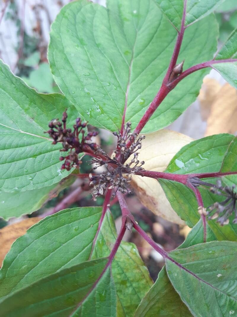 Dogwood, Tatarian/ Red Twig 'Red Gnome' (Cornus)
