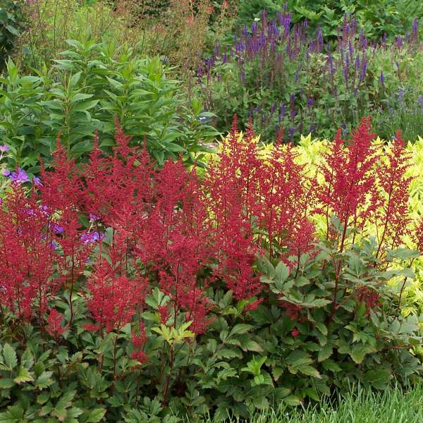False Goat's Beard / False Spirea 'Red Sentinel' (Astilbe, Japanese)