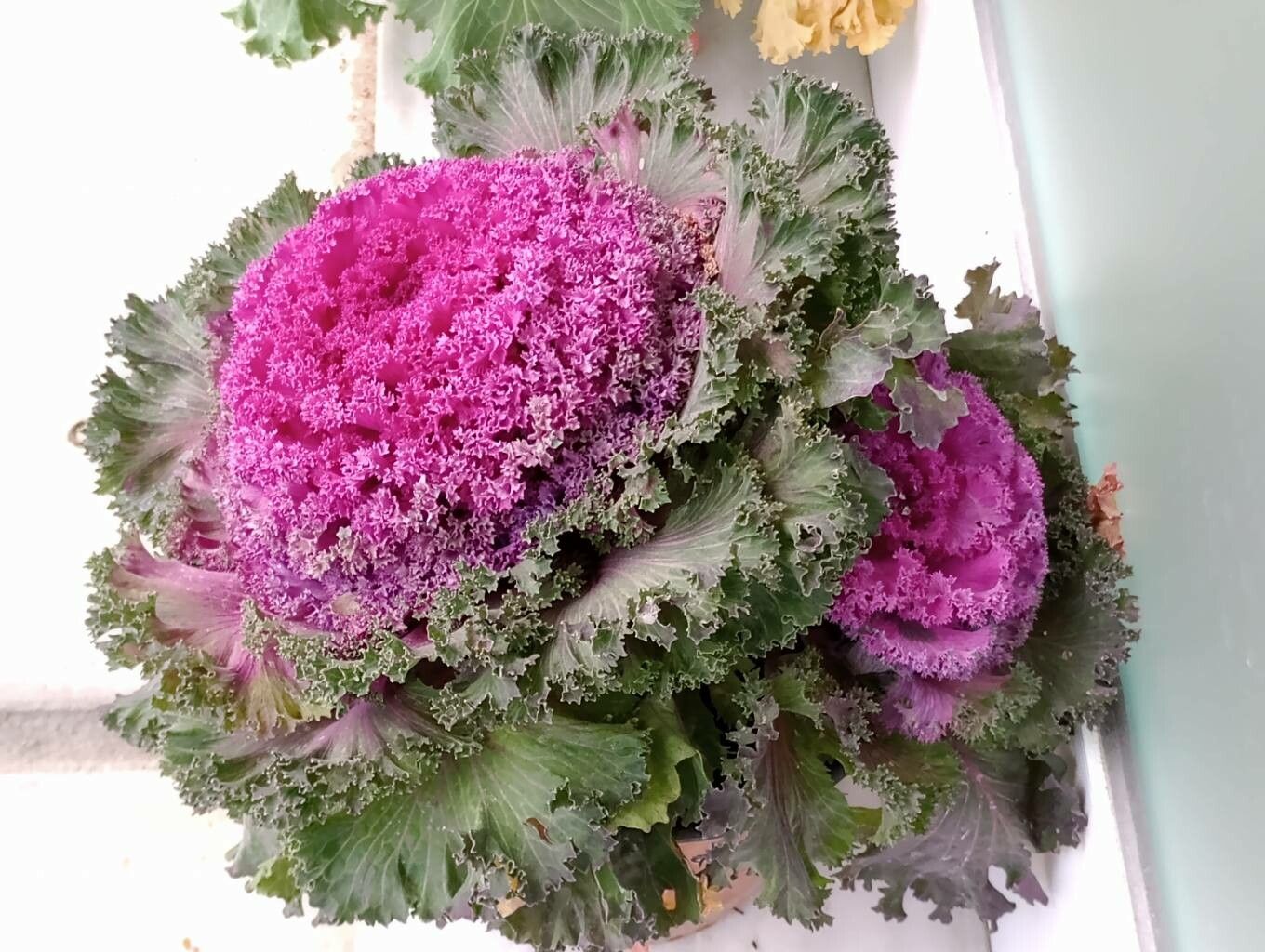 Cabbage, Ornamental (Brassica)