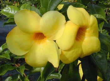 Vine, Golden Trumpet 'Hendersonii' (Allamanda) Patio Tree