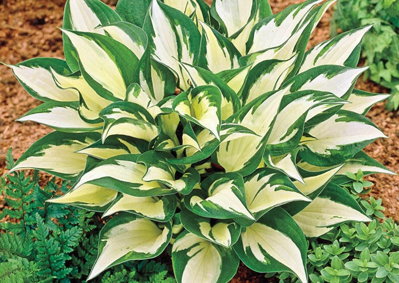 Plantain Lily 'Loyalist' (Hosta)
