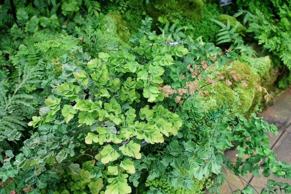 Fern, Delta Maidenhair 'Pacific Maid' (Adiantum)
