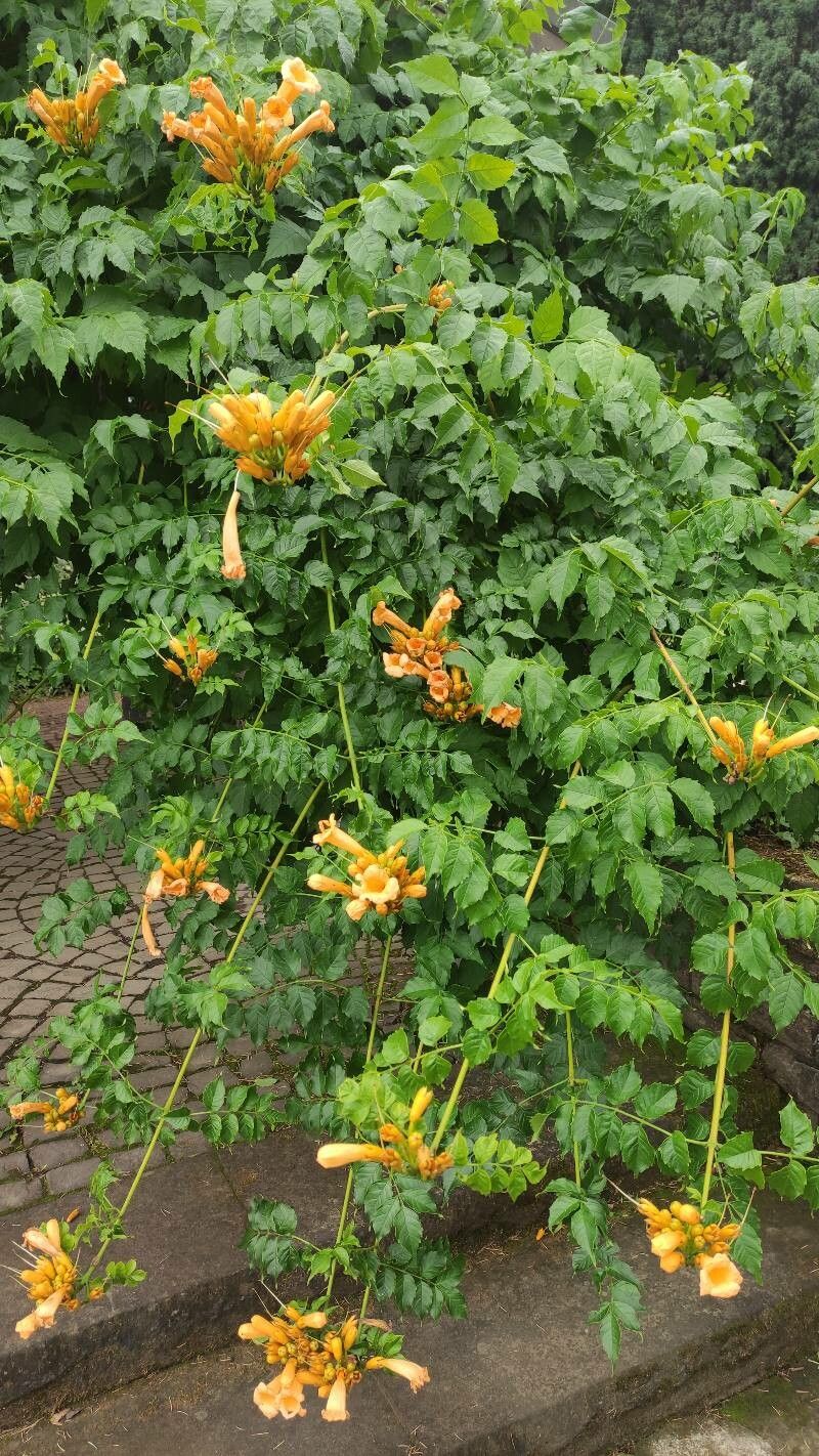 Vine, Trumpet 'Flava' (Campsis)  Passiglia Landscape, Nursery & Garden  Center