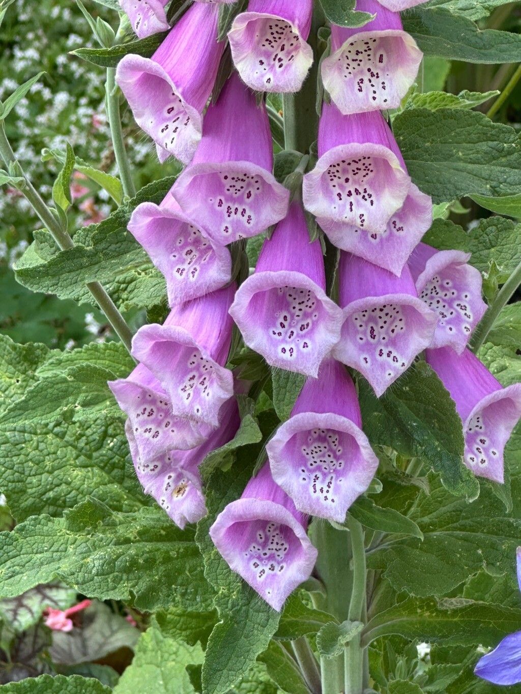 Foxglove, Common 'Dalmatian Rose' (Digitalis)