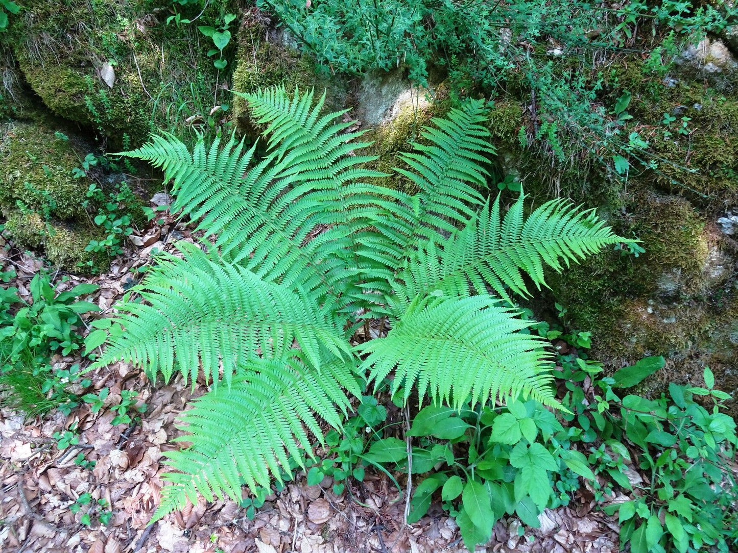 Fern, Male (Dryopteris)