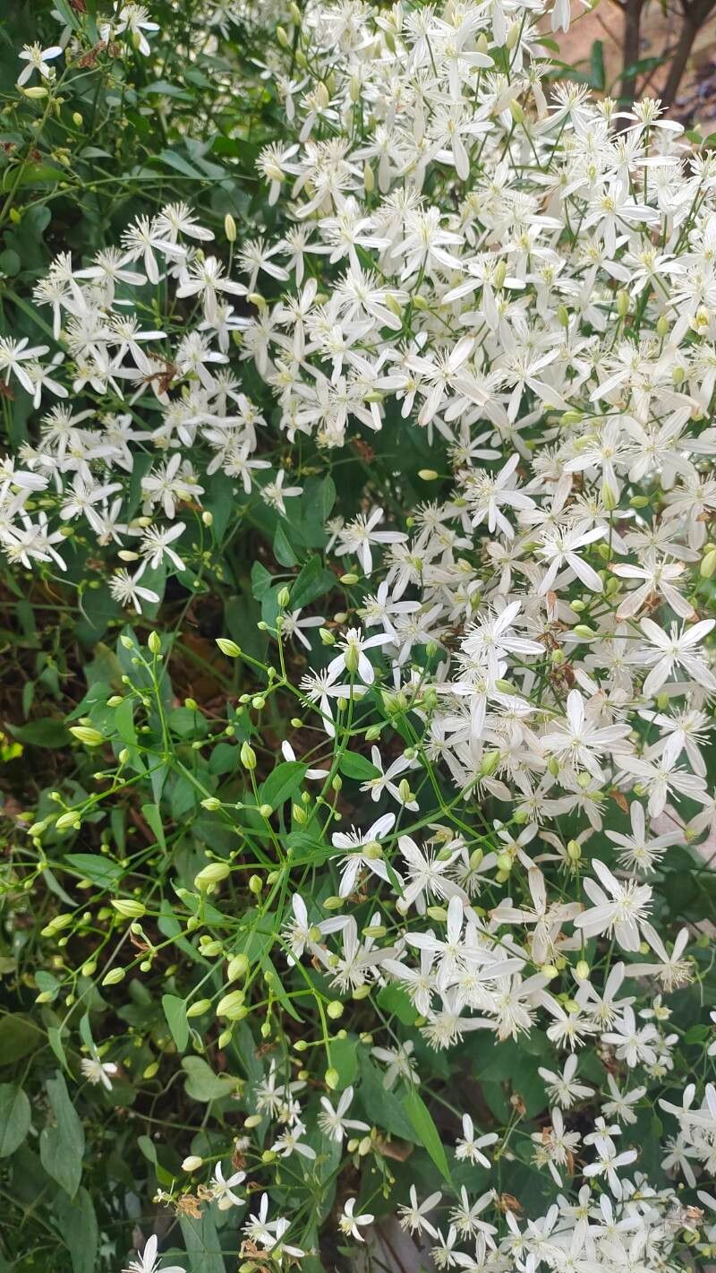 Vine, Clematis Sweet Autumn (Clematis)