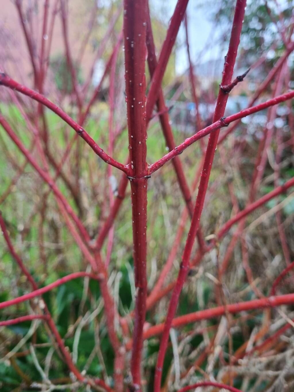 Dogwood, Mottled/ Red Twig 'Cherry Vodka' (Cornus)