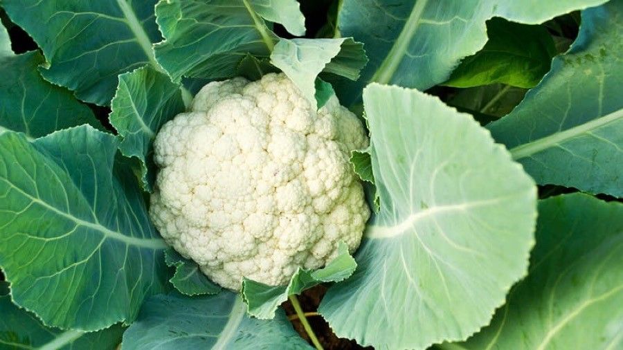 Cauliflower (Brassica)