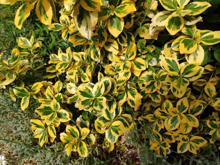 Wintercreeper, Spreading Variegated 'Emerald 'n Gold' (Euonymus)
