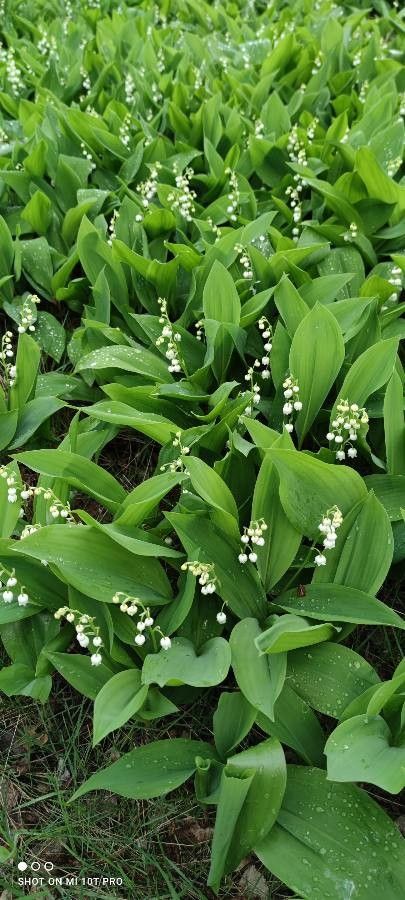 Lily-of-the-Valley (Convallaria)