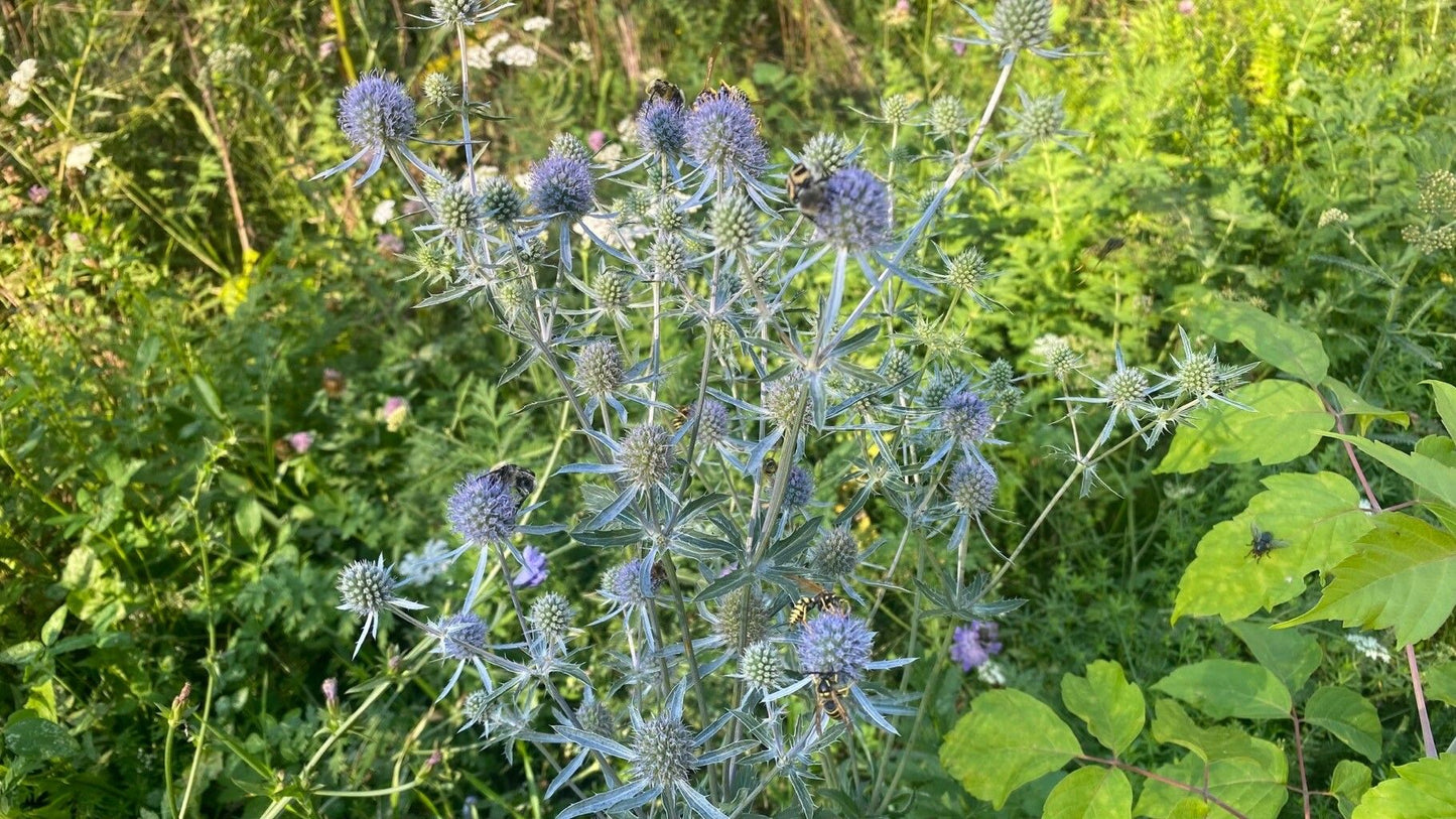 Sea Holly 'Blue Hobbit' (Eryngium)