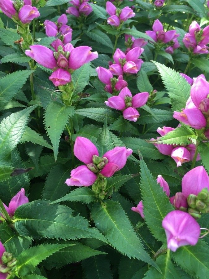 Turtlehead, Rose (Chelone)