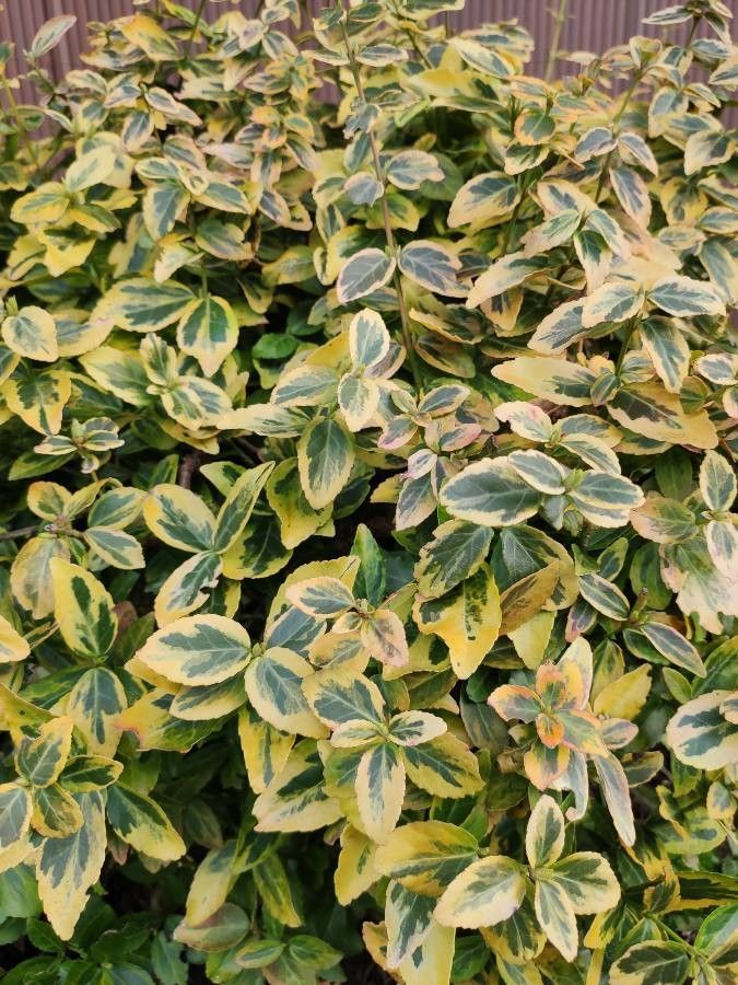 Wintercreeper, Spreading Variegated 'Sunrise' (Euonymus)