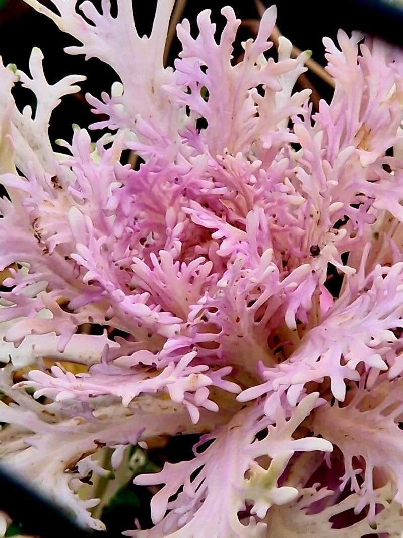 Kale Leaf, Garden 'Vates' (Brassica)