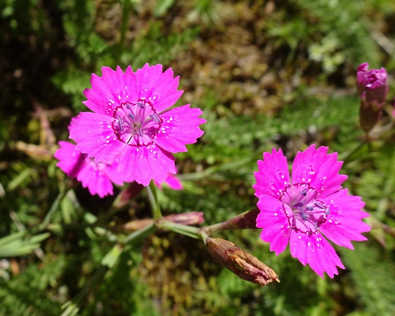Pinks, Carnation Maiden 'Zing Rose' (Dianthus)