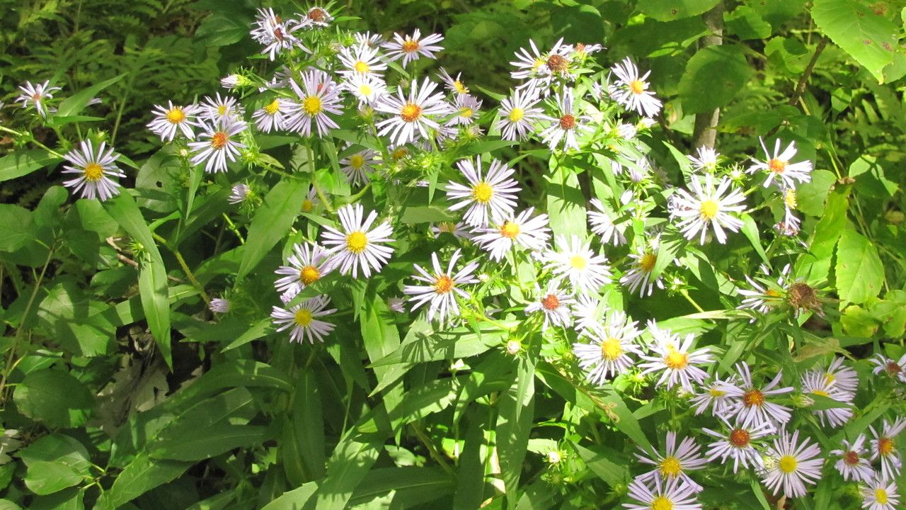 Aster, Big Leaf (Eurybia)