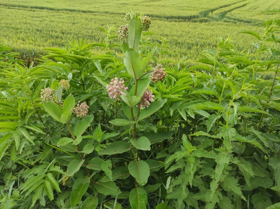 Milkweed, Common (Asclepias)