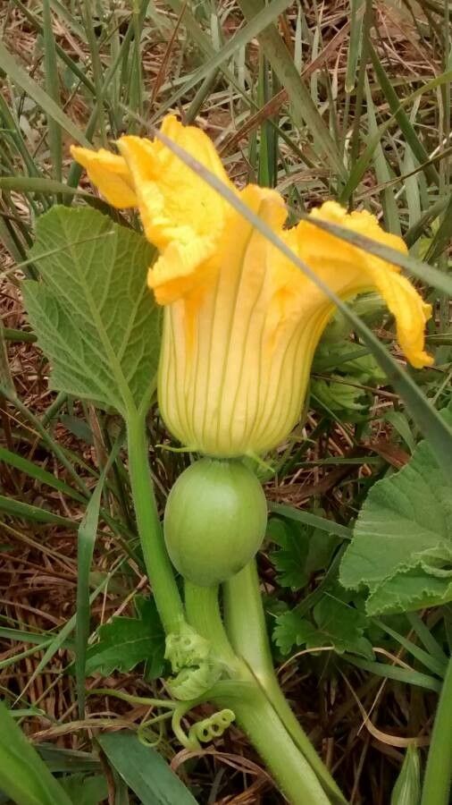 Squash, Summer Varieties (Cucurbita)